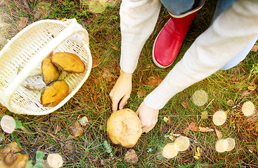 Image showing woman picking mushrooms in autumn forest