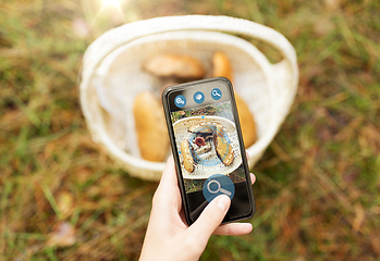 Image showing hand with mushrooms using search app on smartphone