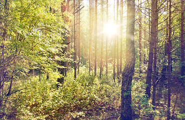 Image showing mixed summer forest