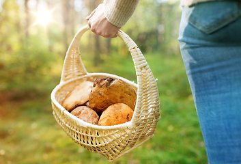 Image showing close up of woman picking mushrooms in forest