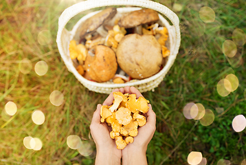 Image showing hands with mushrooms and basket in forest