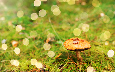 Image showing brown cap boletus mushroom in autumn forest