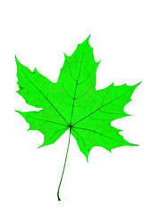 Image showing Maple Leave