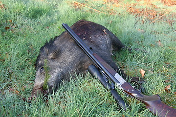 Image showing Hunting - Wild Bore