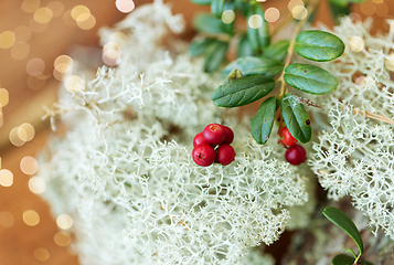 Image showing close up of cowberry and reindeer lichen moss