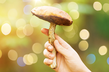 Image showing close up of female hand with mushroom in forest