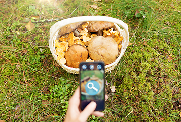 Image showing hand with mushrooms using search app on smartphone