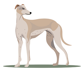 Image showing Grey hound, vector or color illustration.