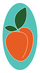 Image showing Image of apricot, vector or color illustration.