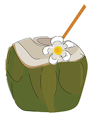 Image showing Green coconut, vector or color illustration.