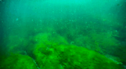 Image showing Underwater landscape in the sea.