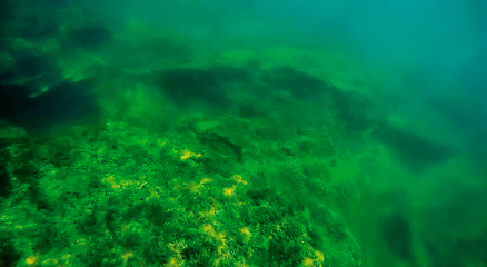 Image showing Underwater landscape in the sea.
