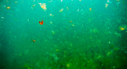 Image showing Underwater landscape in the sea.