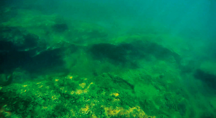 Image showing Underwater landscape in the sea.