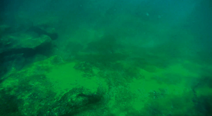 Image showing Underwater landscape in the sea.