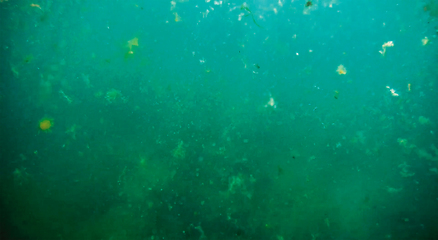 Image showing Underwater landscape in the sea.