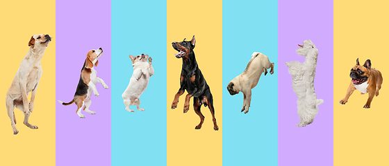 Image showing Creative collage of different breeds of dogs on colorful background