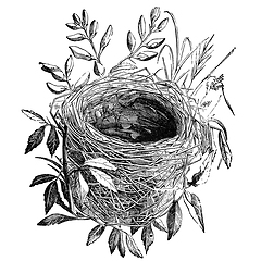 Image showing bird nest vintage illustration