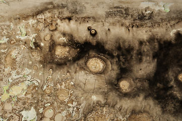 Image showing black mold grunge wall