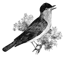 Image showing blackcap bird vintage illustration