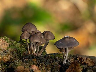 Image showing Bonnet Mushrooms in Woodland