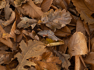 Image showing Oak Galls and Fallen Leaves