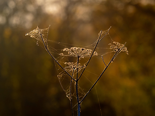 Image showing Seedheads in Autumn with Cobwebs