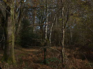 Image showing Tangled Woodland in Sussex