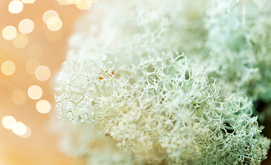 Image showing close up of reindeer lichen moss