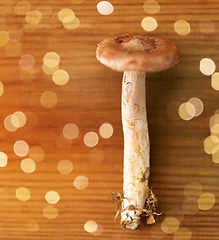 Image showing lactarius rufus mushroom on wooden background