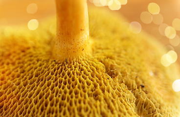 Image showing close up of suillus bovinus mushroom