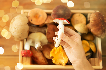 Image showing hand holding russule over box of edible mushrooms