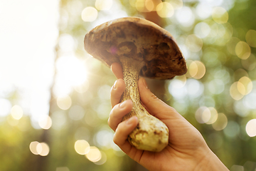 Image showing close up of female hand with mushroom in forest