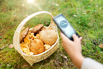 Image showing hand with mushrooms using search app on smartphone