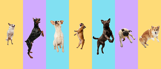 Image showing Creative collage of different breeds of dogs on colorful background