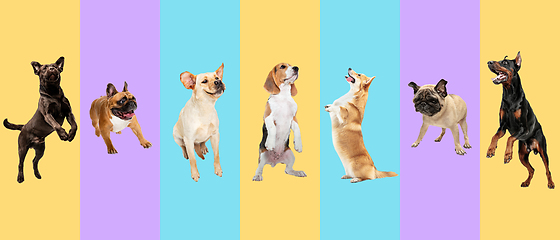 Image showing Creative collage of different breeds of dogs on colorful background