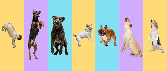 Image showing Creative collage of different breeds of dogs on colorful background