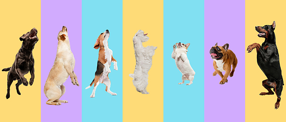 Image showing Creative collage of different breeds of dogs on colorful background