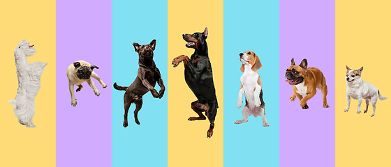 Image showing Creative collage of different breeds of dogs on colorful background