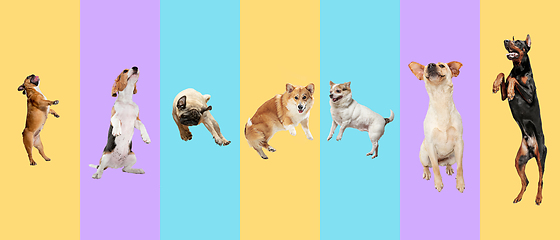 Image showing Creative collage of different breeds of dogs on colorful background