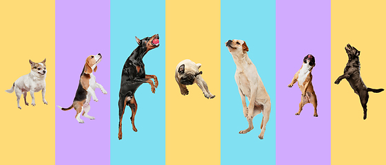 Image showing Creative collage of different breeds of dogs on colorful background