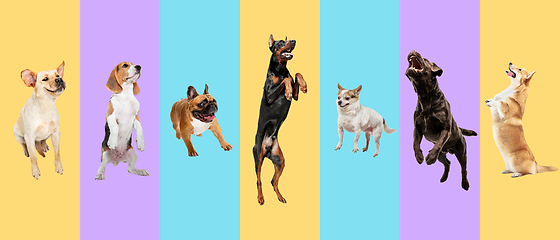 Image showing Creative collage of different breeds of dogs on colorful background