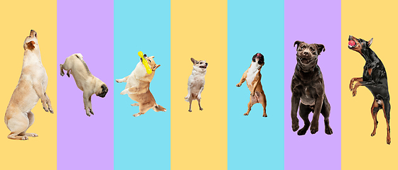 Image showing Creative collage of different breeds of dogs on colorful background