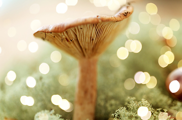 Image showing lactarius rufus mushroom in reindeer lichen moss