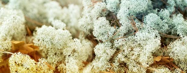 Image showing close up of reindeer lichen moss