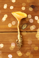 Image showing chanterelles on wooden background