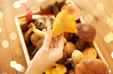 Image showing hand holding chanterelle over box of mushrooms