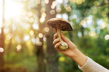 Image showing close up of female hand with mushroom in forest