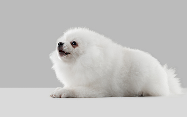 Image showing Studio shot of Spitz dog isolated on grey studio background