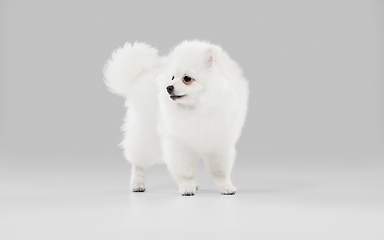 Image showing Studio shot of Spitz dog isolated on grey studio background